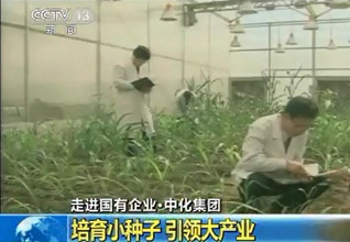 中化集團：培育小種子 引領(lǐng)大產(chǎn)業(yè)